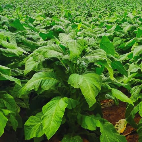 600 piezas variedades de semillas de tabaco, semillas de tabaco, plantas, semillas de variedades antiguas., planta de tabaco (Nicotiana tabacum) jardín de hierbas, plantas de jardín