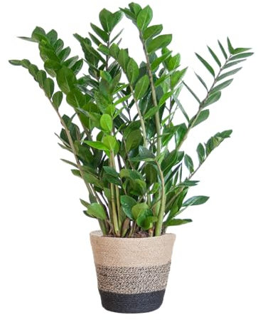 Zamioculcas Zamiifolia con cesta Lisboa negra - 70-80cm - Ø21cm - Planta de interior - Hojas perennes
