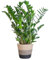 Zamioculcas Zamiifolia con cesta Lisboa negra - 70-80cm - Ø21cm - Planta de interior - Hojas perennes