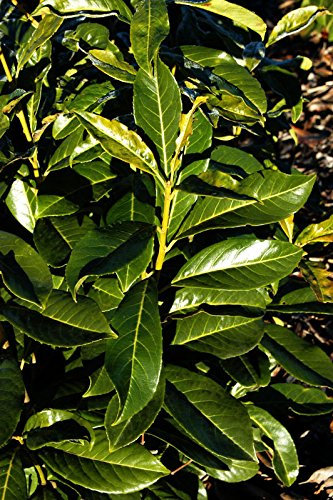 Kirschlorbeer Kaukasischer Kirschlorbeer Prunus laurocerasus Caucasica Containerware 40-60 cm