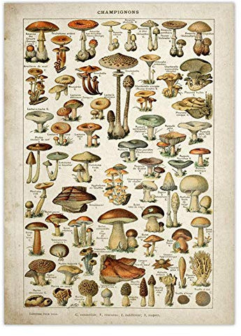 Vintage Poster Antike Blumendruck Auf Leinwand Kunst Botanical Educational Poster Pilz-Wand-deko Wohnkultur Leinwand-malerei