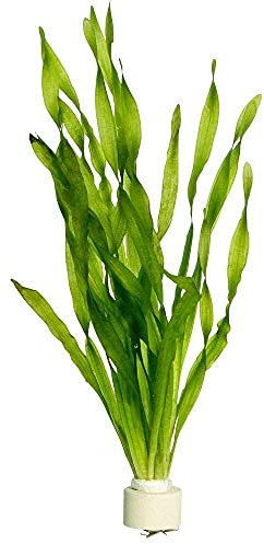 Tropica Spar Set 5X Aquariumpflanze Vallisneria Americana im Bund Nr.17 Wasserpflanzen Aquarium Aquariumpflanzen