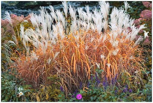 Stauden Gänge 3 x Miscanthus sinensis 'Purpurascens' Chinaschilf winterhart | Purpurnes Ziergras für Sonne bis Halbschatten, Blüte September bis Oktober, mehrjährig, 1 L Topf (11x11 cm)