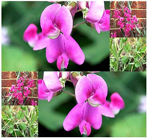 Portal Cool Pkt Dimensione: Bulk Lathyrus latifolius - Everlasting Sweet Pea perenne Fiore Semi Zone 3+