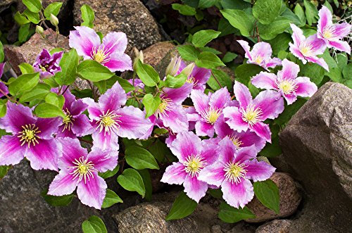 Clematis Florida - 10 Seeds