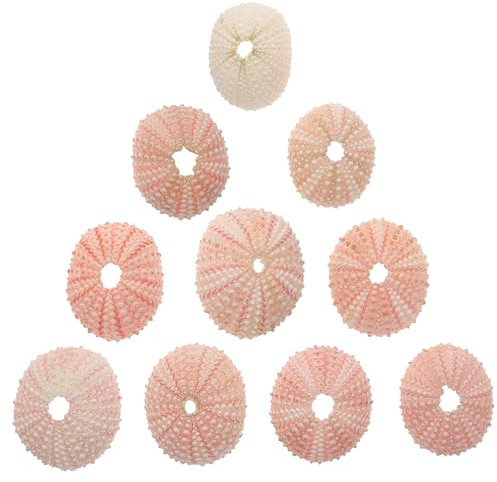 RORPOIR 10pièces Coquilles Naturelles Oursin pour Décoration Maison Et Artisanat Accessoires Coquille Oursin pour Plantes À Air Et Décor Nautique