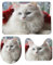 ERKSOUKA Badezimmerteppich-Set, 3-teilig, niedliche weiße Katze, Badteppich-Set, rutschfest, ultraweich, saugfähig, mit U-förmigem WC, für WC, Badematten-Set