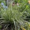 GreenboutiQ - Ziergräser - Carex morrowii Ice Dance - Weiß & Grün - 4 Pflanzen - Immergrün - Wenig Pflege - Topf 17cm Höhe 50cm