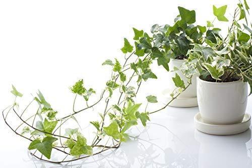 Lierre (Hedera Helix) 50 graines - Evergreen Houseplants pour améliorer la qualité de l'air intérieur
