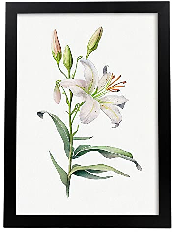 Nacnic Lilie Poster im nordischen Stil. Botanik Illustrationen mit Blumen und Pflanzen im Wasserfarbe. Innenarchitektur und Dekoration. A3.