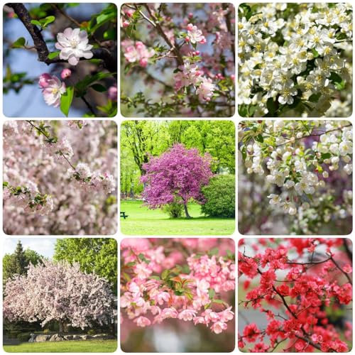 150 pcs begonien hängend begonie samen - schmetterlingsflieder,Malus spectabilis,begonia dekoration pflanzenkübel blumenwiese samen bäume gewächshaus balkon bonsai