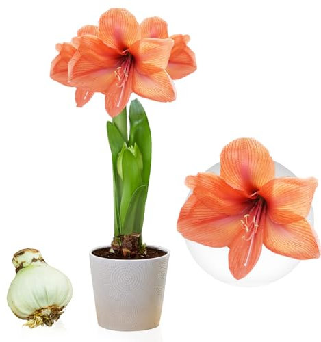 Amaryllis Zwiebel Orange Passion - 1 Blumenzwiebel in Großformat 26/30 - Exklusive Blumenzwiebeln Amarillis - Echte Pflanzen aus Holland - Hippeastrum Zwiebeln (keine Samen, Wachs und nicht künstlich)