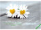 Fiorini Saatpostkarte 8er Set - Gänseblümchen