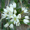 10 semi - Napoli Aglio Semi Allium Neapolitanum, Narciso aglio, False aglio, Guernsey