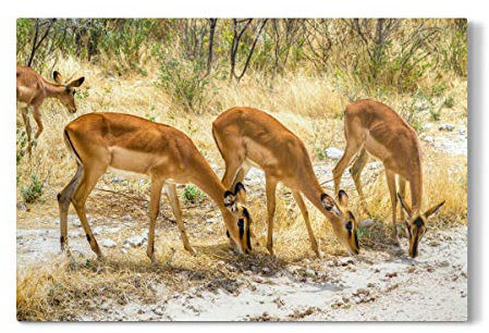 artboxONE Galerie-Print 150x100 cm Impala Antilope hochwertiges Acrylglas auf Alu-Dibond von Juergen Klust