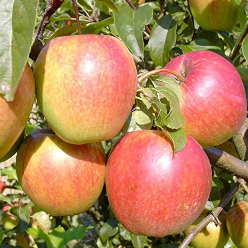 Apfelbaum Rewena robuster Winterapfel Halbstamm ca. 150-170 cm im 9,5 Liter Topf Unterlage MM 111