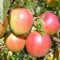 Apfelbaum Rewena robuster Winterapfel Halbstamm ca. 150-170 cm im 9,5 Liter Topf Unterlage MM 111