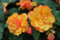 PREMIER SEEDS DIRECT - Begonia Tuberous - Illumination - Golden Picotee F1-15 PELLETS