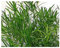 Asparagus falcatus - Zierspargel - 5 Samen