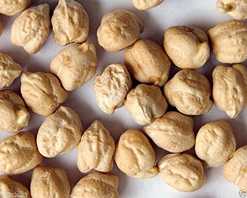 Chickpeas Plant Seed, (100 Seeds) A.k.a Garbanzo Beans, Gram, Easy to Grow, Organic