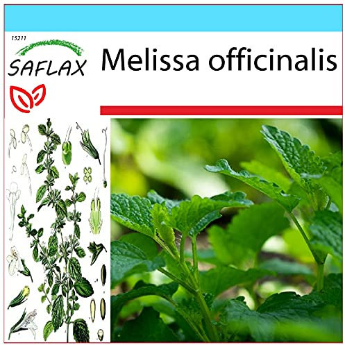 SAFLAX - Set regalo - Melisa u hoja de limón - 150 semillas - Con caja regalo/envío, etiqueta para envío, tarjeta de felicitación y sustrato de cultivo y fertilizante - Melissa officinalis