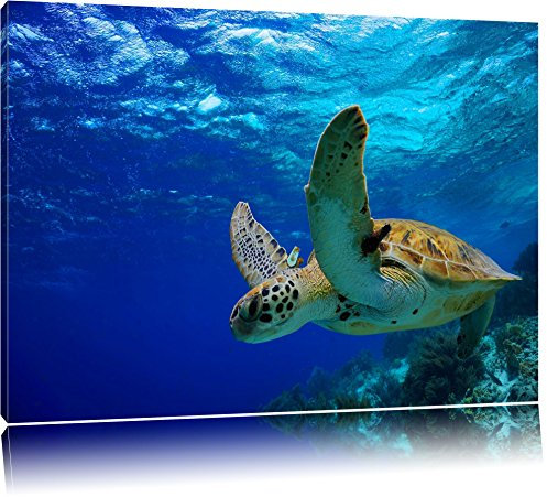 Pixxprint Schildkröte im Riff, Größe: 120x80cm, Leinwandbild, fertig gespannt, Wandbild, Dekoration, Kunstdruck, kein Poster