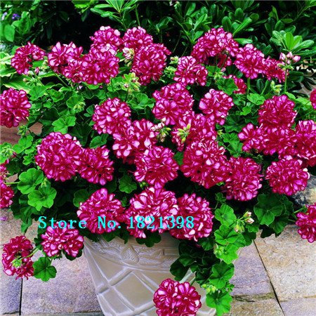 Garten Geranie, Pelargonium Geranien Samen, Pelargonie Blumen -100 Samen