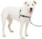 PetSafe Deluxe Easy Walk Hundegeschirr