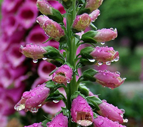 Futaba® Lupine Leguminosen mehrjährigen Pflanzen 200 Samen