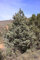 100 Samen Blaue Zypresse, Arizona-Zypresse (Cupressus arizonica)