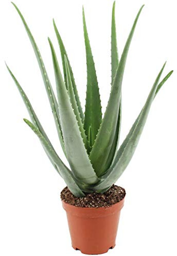 Plante d'aloe vera (45-55 cm) dans un pot de 19 cm (1 pièce)