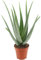 Plante d'aloe vera (45-55 cm) dans un pot de 19 cm (1 pièce)