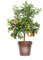 Vannucci Piante - Citrus fortunella 'Margarita', Citrus kumquat, Agrumi, Pianta vera, Pianta da terrazzo, Albero da frutto, Mediterranea