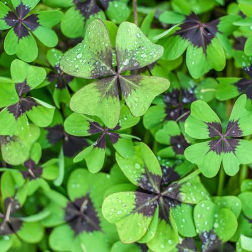 Bombillas de trébol de cruz de hierro para plantar, crecimiento rápido durante todo el año, color en interiores o exteriores, bulbos de trébol Oxalis para buena suerte (10 bombillas)