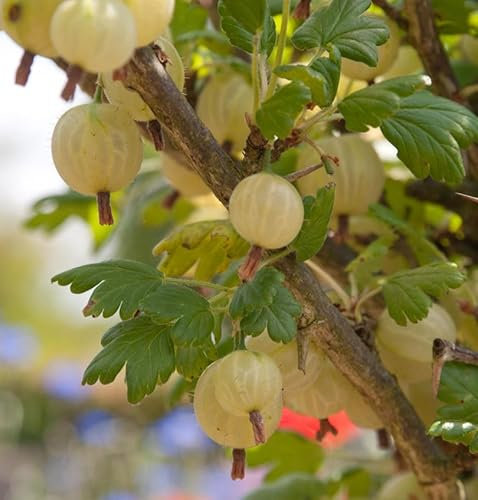 Hochstamm Stachelbeere Invicta 60-80cm - Ribes uva-crispa