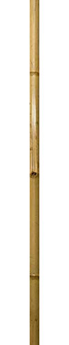 Windhager Bambusrohr, 200 x 5-6 cm