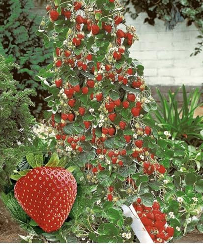 Generisch Klettererdbeere, 4 Pflanzen, Fragaria Erdbeerpflanze, Kletterpflanzen wachsen sehr schnell in die Höhe, selbstfruchtbar, winterhart, Blüten