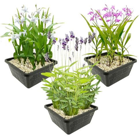 vdvelde.com - Vijverplanten Set - Winterharde Orchideeën - 12 stuks - • Orchidee set• 12 planten• Plaatsing: -1 tot -10 cm