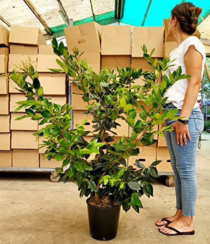 POWERS TO FLOWERS - LIGUSTRUM TEXANUM, LIGUSTRO TEXANO, ALTEZZA 140CM, VASO 28CM DIAMETRO, pianta vera