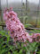 Buddleja davidii Pink Panther - Schmetterlingsflieder - Sommerflieder 60-80