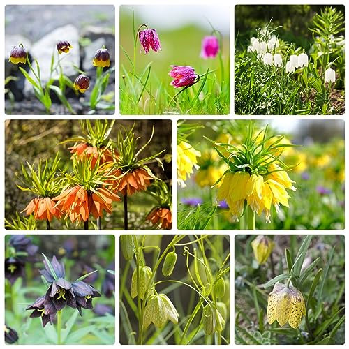 10 pcs kaiserkronen knollen mehrjährig - Fritillaria - gartenarbeit blumendeko gartenpflanzen bonzai kaiserkronen - zwiebeln plants blumenzwiebel winterharte stauden mehrjährig balkonpflanzen