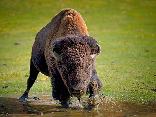 Puzzle 1000 Teile,Puzzle für Erwachsene,farbenfrohes Legespiel-Bison, Büffel, laufend 70x50cm