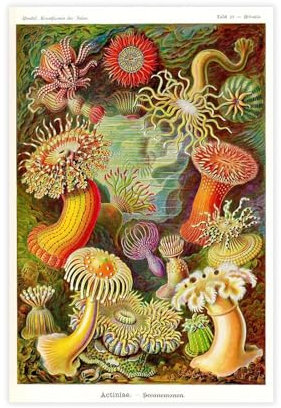 Ernst Haeckel Botanisches Druckposter, Meerestiere, botanische Kunst, Meeresanemonen-Druck, Leinwand-Poster, Schlafzimmerdekoration, Landschaft, Büro, Raumdekoration, Geschenk, ungerahmt, 40 x 60 cm