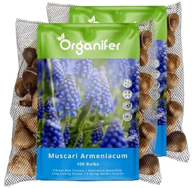 200 Muscari Armeniacum-Zwiebeln - XXL-Blumenzwiebeln Größe 9/ 10cm | Muscari-Blumenzwiebeln - Bio-Blumenzwiebeln - Sommerzwiebeln - Frühlingsblumen - Organifer