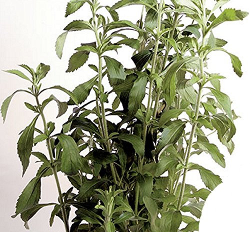 Süßkraut Süßblatt Stevia Honigkraut einjährig Samen