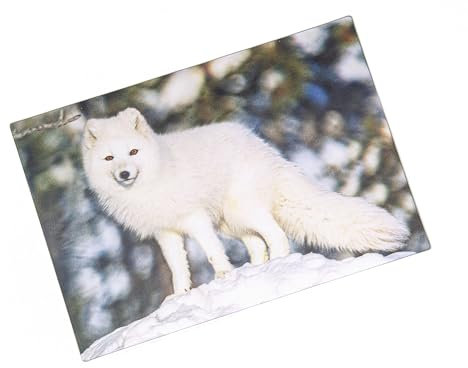 Cornelissen 3 D Ansichtskarte Polarfuchs, Postkarte Wackelkarte Hologrammkarte Polarfüchse