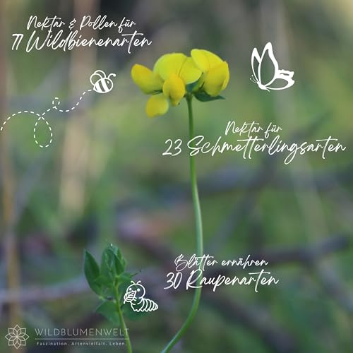 Gewöhnlicher Hornklee | Lotus corniculatus in Bio-Qualität (torffrei), TOP Wildbienen- und Schmetterlingspflanze, Kübel geeignet, im 0,69L Topf, Wildpflanze, liebevolle Handarbeit (10er Set)