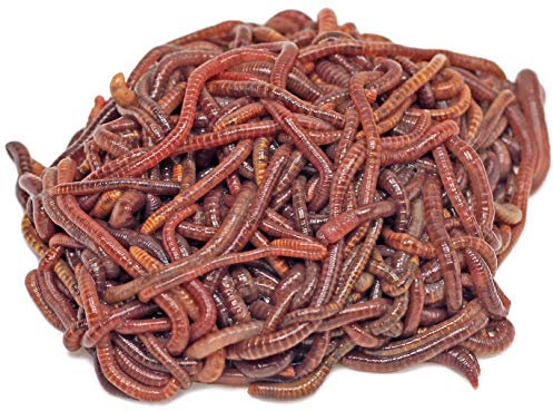 DaWurmbauer Kompostwürmer kaufen - 500 Stück + 1 Beutel Wurmstarterfutter - Regenwürmer Würmer lebend Futterwürmer Gartenwürmer Wurmhumus Angelwürmer Mistwürmer…
