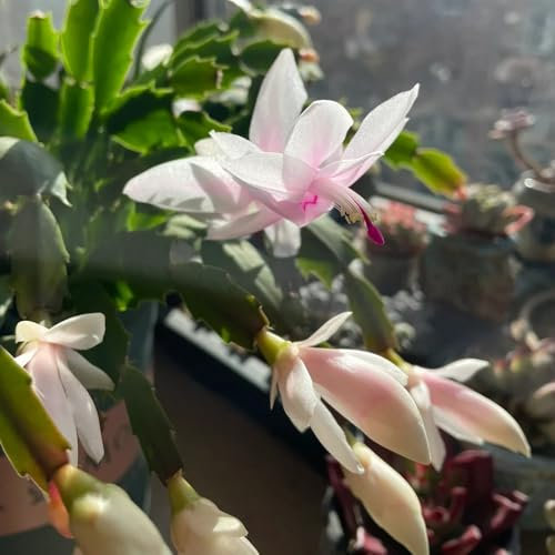 Semi di cactus di Natale - Schlumbergera - Vere piante in vaso, semi di copertura del terreno serre da balcone, sementi biologiche piante da esterno, fiori perenni resistenti copertura 90pcs