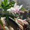 Semi di cactus di Natale - Schlumbergera - Vere piante in vaso, semi di copertura del terreno serre da balcone, sementi biologiche piante da esterno, fiori perenni resistenti copertura 90pcs